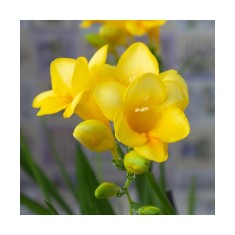 Freesia, Floare Simpla Yellow, Galben, 5/6, 1 Bulb