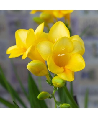 Freesia, Floare Simpla Yellow, Galben, 5/6, 1 Bulb foto