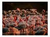 Tablou Canvas cu fluturi de flamingo \"Dansul Roz al Apei Serenității\", 39 x 26 cm, CMCLASS