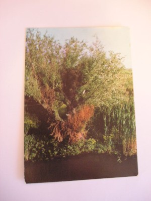 QW24 D - Carte postala - tematica turism - vedere - Delta Dunarii 11 foto