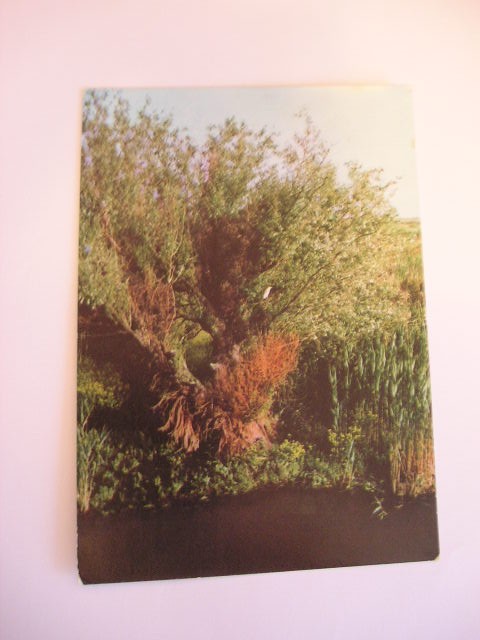 QW24 D - Carte postala - tematica turism - vedere - Delta Dunarii 11