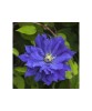 Clematis Copernicus P9, Ghiveci 9cm, Planta cataratoare cu flori albastre semi-duble. Rezistenta la ger pana la -34 grade.