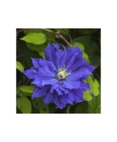 Planta Clematis Copernicus P9, ghiveci 9cm, Oem