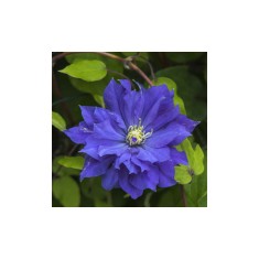Planta Clematis Copernicus P9, ghiveci 9cm