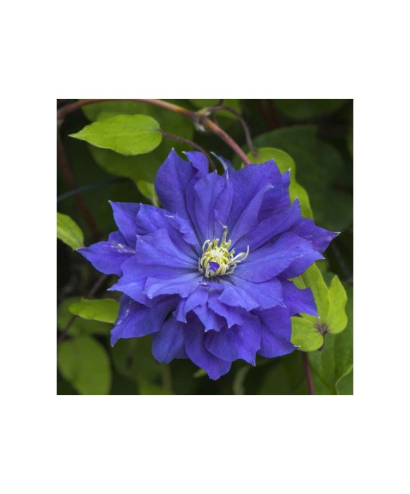 Planta Clematis Copernicus P9, ghiveci 9cm