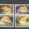 Papua New Guinea 1986 Shells, MNH S.336