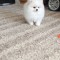 pomeranian mini toy