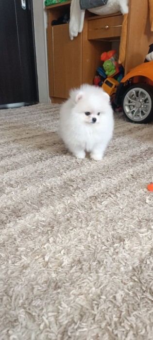 Pomeranian rasa pura