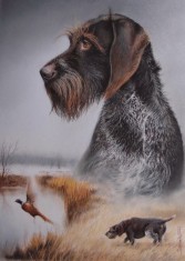 Brac german sarmos foto