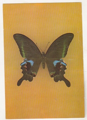 bnk cp Bucuresti - Muzeul Antipa - fluturi - Papilio arcturus - necirculata foto