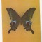 bnk cp Bucuresti - Muzeul Antipa - fluturi - Papilio arcturus - necirculata