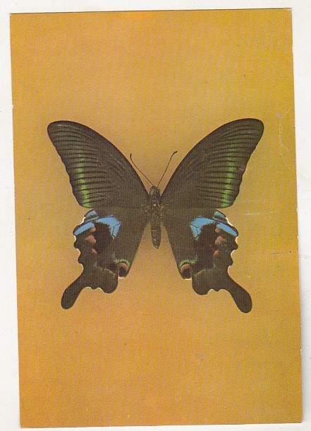 bnk cp Bucuresti - Muzeul Antipa - fluturi - Papilio arcturus - necirculata