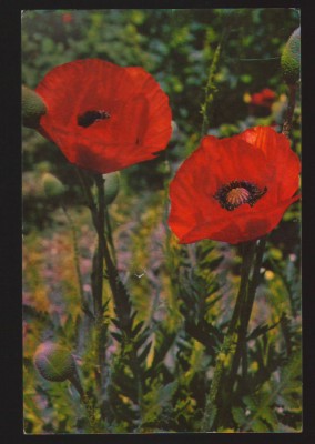 CPIB 19876 CARTE POSTALA - MACI foto