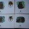 Laos-WWF,FDC ursi-set complet