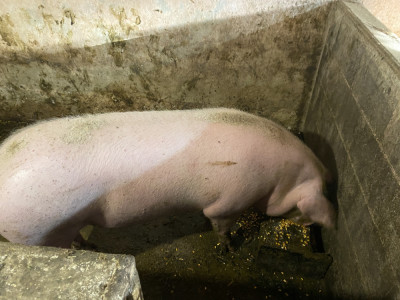 Vand porci de carne( preț de piața negociabil) foto