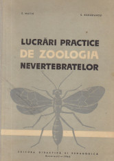 Lucrari practice de zoologia nevertebratelor foto