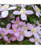 Planta Clematis montana Elizabeth P9, ghiveci 9cm, Oem