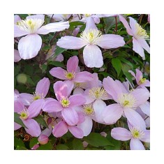 Planta Clematis montana Elizabeth P9, ghiveci 9cm