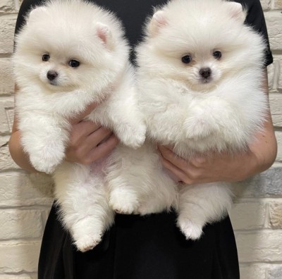 Pomeranian mini toy foto