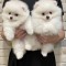 Pomeranian mini toy