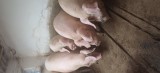 porci de carne