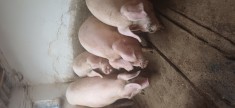 porci de carne