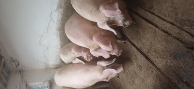 porci de carne foto