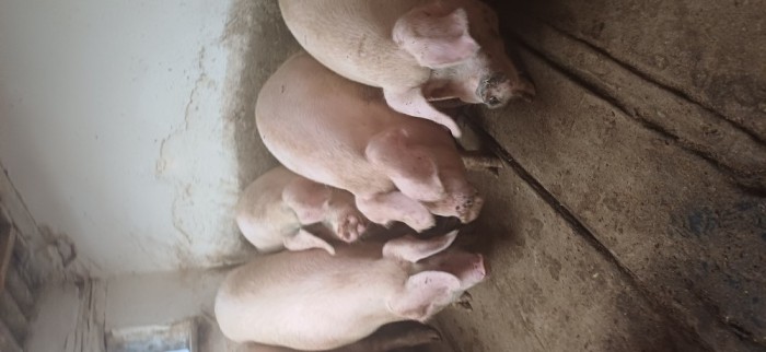 porci de carne