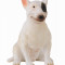 Caine Bull Terrier femela - Collecta