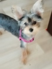 Rasă Yorkshire terrier