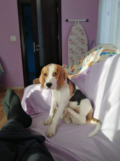 Beagle foto