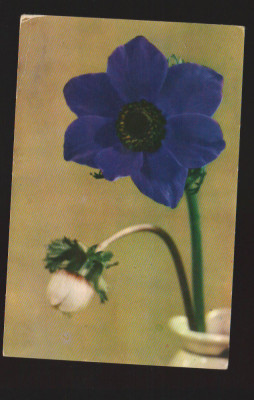 CPIB 19500 FELICITARE - ANEMONE, RPR foto