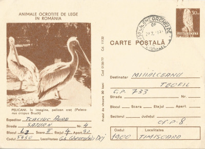 *Romania, Pelicani, carte postala circulata intern,1981 foto