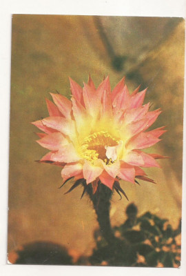 RF8 -Carte Postala- Iasi, Gradina Botanica, necirculata foto