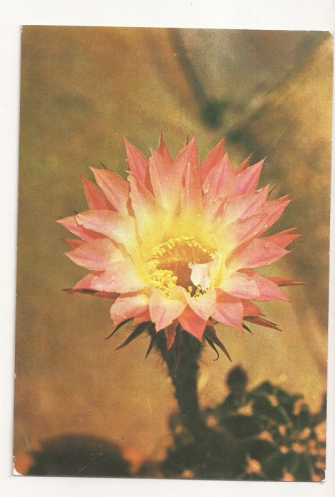 RF8 -Carte Postala- Iasi, Gradina Botanica, necirculata