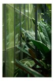 Tablou Canvas cu Plante luxuriante &icirc;n seră verde pentru decorul interior, 26 x 39 cm, CMCLASS
