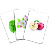 Carti de joc Montessori - Arbori: frunze, flori, fructe |, Gama