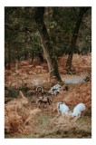 Tablou Canvas, "Porci sălbatici &icirc;n pădurea de toamnă", Copaci, Ferigi, Porci, Pădure, Toamnă, Natură, Frunze, Vegetație., 26 x 39 cm, CMCLASS