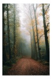 Tablou Canvas, "Cale de toamnă &icirc;n pădurea ceață", Copaci, Ceață, Frunziș, Tăcere, Pădure, Toamnă, Mister, Potecă, Liniște, Natură, 26 x 39 cm, CMCLASS