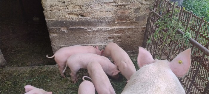purcei de vanzare