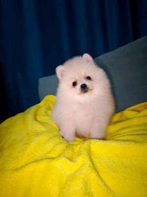 pomeranian boo foto
