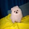 pomeranian boo