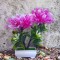 Copacel decorativ model astilbe roz