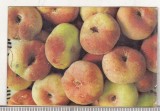 Bnk cld Calendar de buzunar 1981 - RECOOP