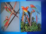 HOPCT LOT NR 1025 PAPAGALI -PASARI -FAUNA -2 CARTI POSTALE-NECIRCULATE