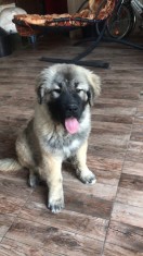 ca?elu?a ciobanesc caucazian foto