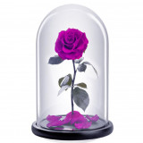 Cumpara ieftin Trandafir Criogenat bella purpuriu &Oslash;8cm in cupola 12x25cm
