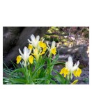 Iris, Bucharica l, Alb/Galben, I, 1 Bulb, Oem