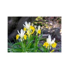 Iris, Bucharica l, Alb/Galben, I, 1 Bulb