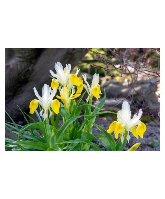Iris, Bucharica l, Alb/Galben, I, 1 Bulb foto